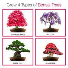 Carica l&#39;immagine nel visualizzatore di Gallery, Coltivare il proprio kit bonsai - Facilmente crescere 4 tipi di alberi...