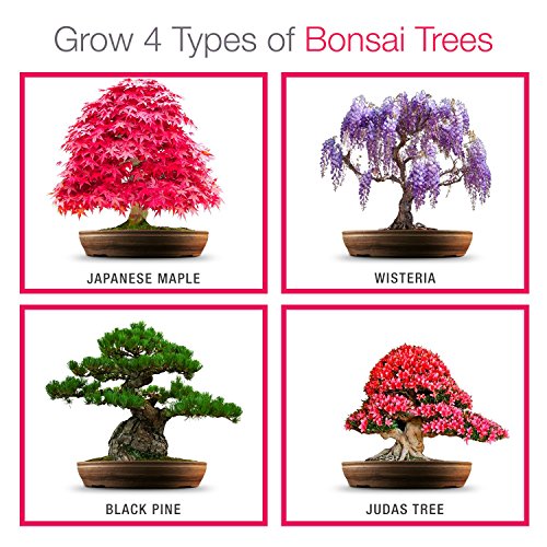 Strumento per bonsai 2 in 1, rastrello per radici e pinzette in