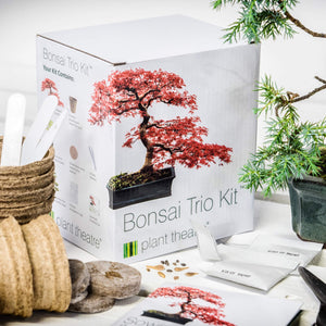 Plant Theatre - Bonsai Trio, Kit per la Coltivazione di 3
