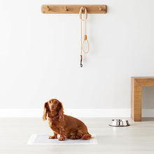 Carica l'immagine nel visualizzatore di Gallery, Amazon Basics Tappetini al carbone con controllo degli odori per l'addestramento di cani e cuccioli, a prova di perdite con superficie ad asciugatura rapida, Standard (confezione da 80), Bianco