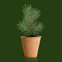 Carica l'immagine nel visualizzatore di Gallery, Resetea Irst590 Kit Albero di Natale