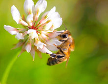 Carica l'immagine nel visualizzatore di Gallery, R&amp;R SHOP - Semi per Prato, Trifoglio Nanissimo Trifolium repens, Non richiede Taglio, Calpestabile e Tappezzante (200g –