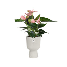 Carica l'immagine nel visualizzatore di Gallery, elho vibes fold coupe 14cm vaso da fiori - Silky White