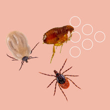 Carica l&#39;immagine nel visualizzatore di Gallery, Spray anti zecche e spray antipulci per ambienti | AMP 2 CL Antipulci e zecche 500 ml | Anti zecche e pulci interno ed esterno (1x 500 ml)