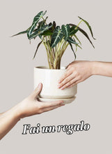 Carica l'immagine nel visualizzatore di Gallery, LE TAUCI Set da 3 Vaso in Ceramica per Piante, 11+13+17 cm di Diametro Vaso per Piante da Interno, Vasi Piccoli con Sott