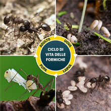 Carica l'immagine nel visualizzatore di Gallery, NOPE! Ammazza Formiche – 2 x 2 Casette Trappola Insetticida Antiformiche – 40g – Esche Pronte all’Uso per Interni ed Esterni – Fino a 4 Settimane di Protezione