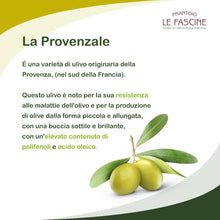 Carica l'immagine nel visualizzatore di Gallery, Le Fascine "Blend Delì" - Olio Extravergine Di Oliva 100% Italiano Estratto A Freddo Prodotto Da Olive Provenzale Ogliarola e Leccino (Latta da 5 Litri)