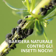 Carica l'immagine nel visualizzatore di Gallery, Olio di Neem bioA.L.T Pronto all’uso Efficace Naturale per Piante ornamentali Alberi da frutto e Ortaggi Contro ogni Avversità del Terreno come Afidi Cimici e Insetti Infestanti