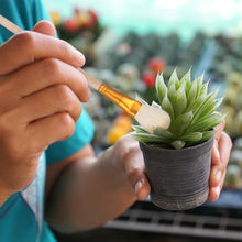 Carica l'immagine nel visualizzatore di Gallery, PartyKindom 8 pennelli per impollinazione manuale per piante grasse e alberi da frutto, strumento portatile per impollinazione delle api per la cura del giardino e delle piante
