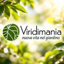 Carica l'immagine nel visualizzatore di Gallery, Radici di PEONIE | Esclusiva selezione dai migliori produttori Olandesi | Controllo Qualità | Fioritura garantita. (2 Ra