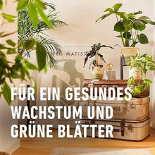 Carica l'immagine nel visualizzatore di Gallery, COMPO Leaf Care per piante verdi, fertilizzante per foglie per tutte le piante verdi e palme, 500 ml