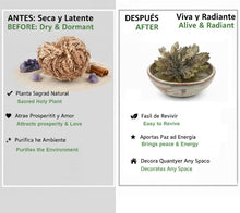 Carica l'immagine nel visualizzatore di Gallery, Rosa di Gerico – Pianta della Resurrezione | 100% Naturale | Purificazione e Protezione