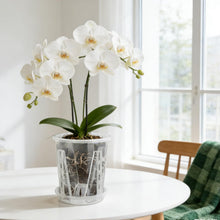 Carica l'immagine nel visualizzatore di Gallery, Set da 3 Vasi per Orchidee in Plastica con Sottovasi, 1.3L/Ø14cm Vaso
