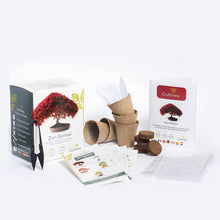 Carica l'immagine nel visualizzatore di Gallery, Cultivea Mini - Bonsai Ready-to-Grow Kit - Semi francesi 100% ecologici - Giardino e decorazione - Idea regalo (Mela rossa, Cercis cinese, Ginepro, Liquidambar, Abete rosso)