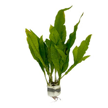 Carica l'immagine nel visualizzatore di Gallery, Javafarn, Microsorum pteropus, persico, robusto, pianta acquatica