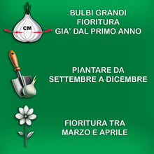 Carica l'immagine nel visualizzatore di Gallery, Bulbi di Tulipani | Collezione Varietà Esclusive da Autunno a Primavera | Alta Qualità e Controllo Selezionato | Fioritu