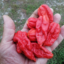 Carica l'immagine nel visualizzatore di Gallery, I Piccantissimi - Bhut Jolokia Red peperoncino piccantissimo in vasetto da (15gr) - Scaglie di Peperoncino piccante a lunga conservazione - peperoncino coltivato in Italia (1.000.000 SHU)