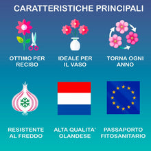 Carica l'immagine nel visualizzatore di Gallery, Bulbi di Tulipani | Collezione Varietà Esclusive da Autunno a Primavera | Alta Qualità e Controllo Selezionato | Fioritu