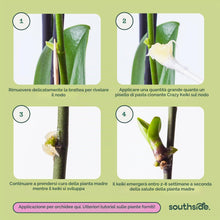 Carica l'immagine nel visualizzatore di Gallery, Pasta Keiki per moltiplicare e per Far Crescere l’Orchidea Phalaenopsis - citochinina e vitamina B1 per espandere la Tua