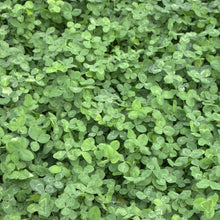 Carica l'immagine nel visualizzatore di Gallery, R&amp;R SHOP - Semi per Prato, Trifoglio Nanissimo Trifolium repens, Non richiede Taglio, Calpestabile e Tappezzante (200g –