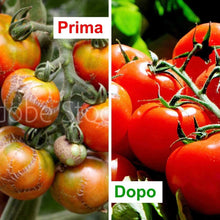 Carica l'immagine nel visualizzatore di Gallery, Olio di Neem bioA.L.T Pronto all’uso Efficace Naturale per Piante ornamentali Alberi da frutto e Ortaggi Contro ogni Avversità del Terreno come Afidi Cimici e Insetti Infestanti