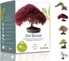 Carica l'immagine nel visualizzatore di Gallery, Cultivea Mini - Bonsai Ready-to-Grow Kit - Semi francesi 100% ecologici - Giardino e decorazione - Idea regalo (Mela rossa, Cercis cinese, Ginepro, Liquidambar, Abete rosso)