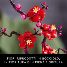 Carica l'immagine nel visualizzatore di Gallery, LEGO Botanicals Prugno giapponese 10369