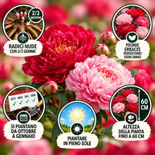 Carica l'immagine nel visualizzatore di Gallery, Radici di PEONIE | Esclusiva selezione dai migliori produttori Olandesi | Controllo Qualità | Fioritura garantita. (2 Ra
