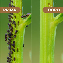 Carica l'immagine nel visualizzatore di Gallery, Zeolite per agricoltura x 1 KG - Polvere di roccia, Potenziatore delle difese naturali Effetto Insetticida e Fungicida -