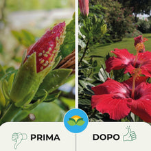 Carica l'immagine nel visualizzatore di Gallery, Albagarden Piretro Insetticida Piante Naturale - Elimina Afidi, Mosca Bianca, Moscerini E Lepidotteri - Rapida Azione Ab