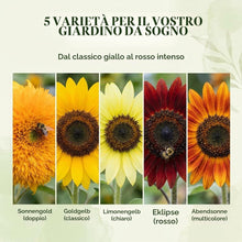 Carica l'immagine nel visualizzatore di Gallery, Semi di girasole colorati con alto tasso di germinazione - semi di fiori per un giardino colorato e accogliente per le a