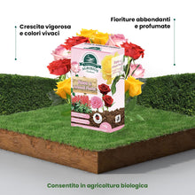 Carica l&#39;immagine nel visualizzatore di Gallery, Il Paese Verde Rose E Arbusti Fioriti 1kg - Concime Per Rose Granulare Per Fioriture Abbondanti E Profumo Intenso. Concime Per Arbusti Fioriti Come Glicine, Oleandro, Lavanda, Concime Siepe.