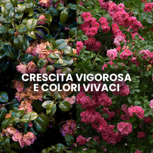 Carica l&#39;immagine nel visualizzatore di Gallery, Il Paese Verde Rose E Arbusti Fioriti 1kg - Concime Per Rose Granulare Per Fioriture Abbondanti E Profumo Intenso. Concime Per Arbusti Fioriti Come Glicine, Oleandro, Lavanda, Concime Siepe.