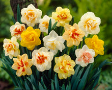Carica l'immagine nel visualizzatore di Gallery, 15 X Narcisi Misti - Daffodil Mix - Bulbi Alta Qualità (15)