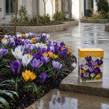Carica l'immagine nel visualizzatore di Gallery, Nojus - City Bloom - First Spring Mix di bulbi di croco 50
