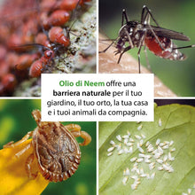 Carica l'immagine nel visualizzatore di Gallery, Olio di Neem bioA.L.T Pronto all’uso Efficace Naturale per Piante ornamentali Alberi da frutto e Ortaggi Contro ogni Avversità del Terreno come Afidi Cimici e Insetti Infestanti