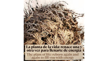 Carica l'immagine nel visualizzatore di Gallery, Rosa di Gerico – Pianta della Resurrezione | 100% Naturale | Purificazione e Protezione