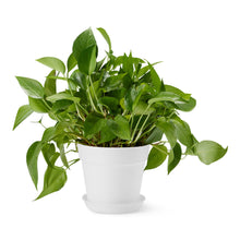 Carica l'immagine nel visualizzatore di Gallery, Amazon Basics - Vasi per Piante, 20.3cm, Bianco, Confezione da 1