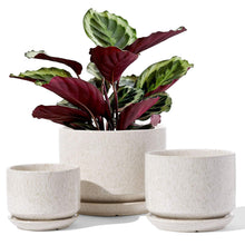 Carica l'immagine nel visualizzatore di Gallery, LE TAUCI Set da 3 Vaso in Ceramica per Piante, 11+13+17 cm di Diametro Vaso per Piante da Interno, Vasi Piccoli con Sott