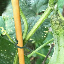 Carica l'immagine nel visualizzatore di Gallery, 200 Pezzi Clip di Supporto per Piante, Clip per Piante Rampicanti, Clip per Piante da Giardino, Morsetti per Piante Ramp