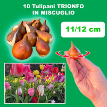 Carica l'immagine nel visualizzatore di Gallery, Bulbi di Tulipani | Collezione Varietà Esclusive da Autunno a Primavera | Alta Qualità e Controllo Selezionato | Fioritu