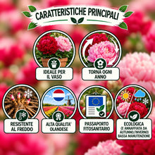 Carica l'immagine nel visualizzatore di Gallery, Radici di PEONIE | Esclusiva selezione dai migliori produttori Olandesi | Controllo Qualità | Fioritura garantita. (2 Ra