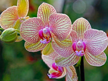 Carica l'immagine nel visualizzatore di Gallery, floraline® Set di 10 fertilizzanti per orchidee, per 10 mesi di splendidi fiori con crescita e fiori sani, applicazione 