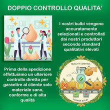 Carica l'immagine nel visualizzatore di Gallery, Bulbi di Tulipani | Collezione Varietà Esclusive da Autunno a Primavera | Alta Qualità e Controllo Selezionato | Fioritu