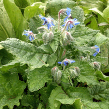 Carica l'immagine nel visualizzatore di Gallery, Borragine (Borago officinalis) - circa 50 semi