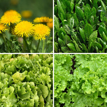 Carica l'immagine nel visualizzatore di Gallery, Semi di Erba per Tartarughe di Terra, Mix di Tarassaco, Cicoria, Scarola e Lattuga per Nutrizione Ottimale, MADE IN ITAL