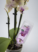 Carica l'immagine nel visualizzatore di Gallery, floraline® Set di 10 fertilizzanti per orchidee, per 10 mesi di splendidi fiori con crescita e fiori sani, applicazione 