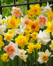 Carica l'immagine nel visualizzatore di Gallery, 15 X Narcisi Misti - Daffodil Mix - Bulbi Alta Qualità (15)