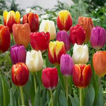 Carica l'immagine nel visualizzatore di Gallery, Bulbi di Tulipani | Collezione Varietà Esclusive da Autunno a Primavera | Alta Qualità e Controllo Selezionato | Fioritu