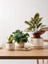 Carica l'immagine nel visualizzatore di Gallery, LE TAUCI Set da 3 Vaso in Ceramica per Piante, 11+13+17 cm di Diametro Vaso per Piante da Interno, Vasi Piccoli con Sott
